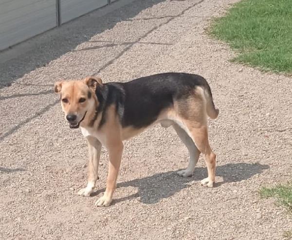 Poseidone, adozione del cuore, un po’ timoroso Foto 7